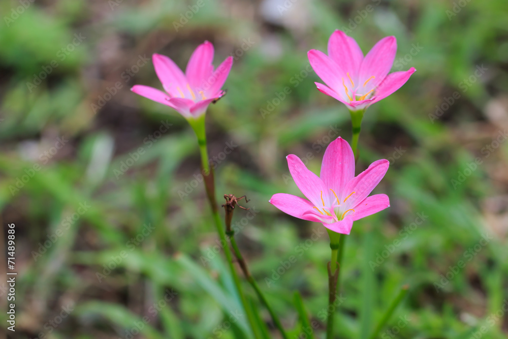 flower bud of pink rain lily (Zephyranthes candida) flower bud of pink rain lily (Zephyranthes candida)