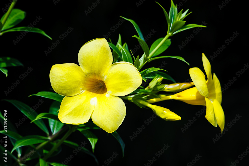 Yellow Fiower Yellow Fiower