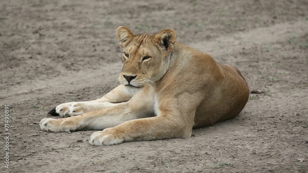 Lazy Lion Lazy Lion
