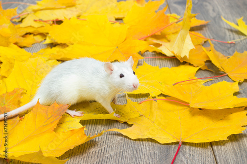 white pet rat on the wooden floor strewn with leaves