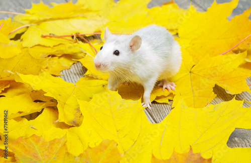white rat with yellow maple leaves © Happy monkey