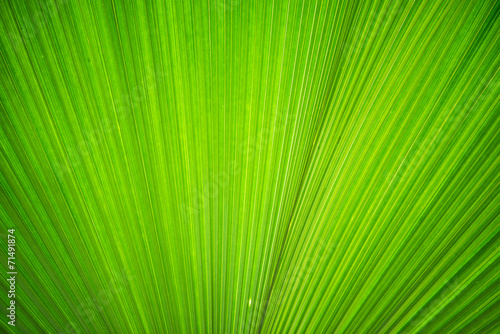 Texture of green leave for your background
