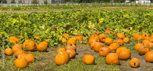 pumpkins on the field