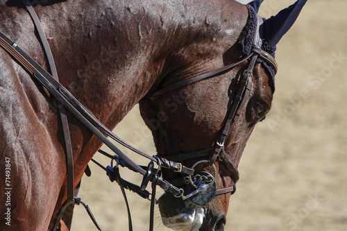 Beautiful Purebred Spanish Horse