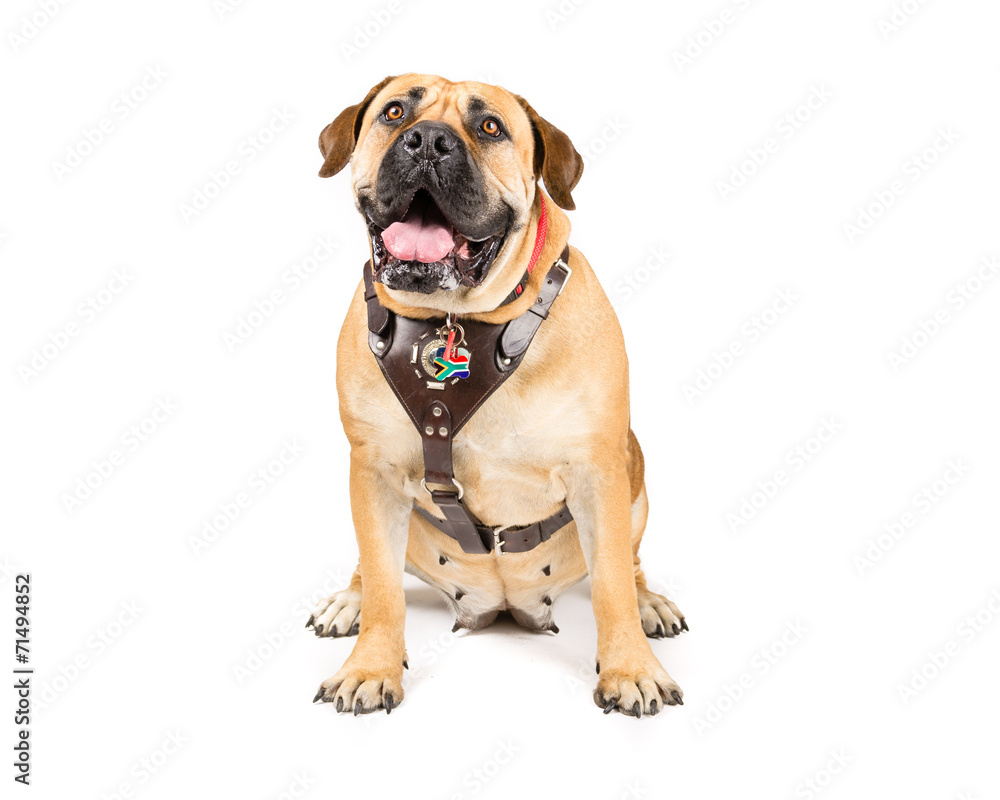 Picture of a Boerboel, south African Mastiff