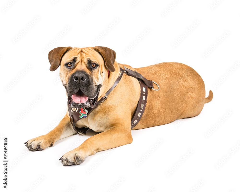 Picture of a Boerboel, south African Mastiff