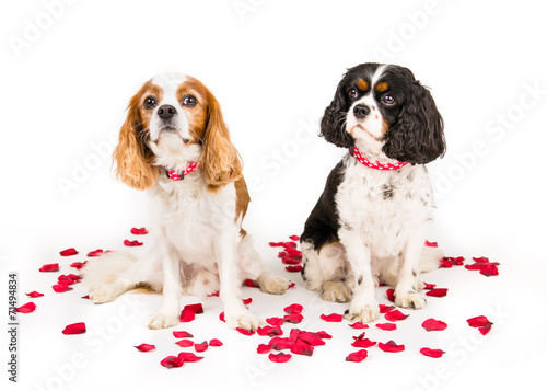 Foto Two king charles spaniel cavalier sitting with roses