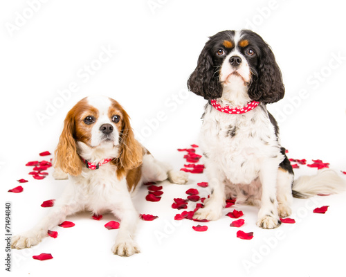 Bilde på lerret Two king charles spaniel cavalier sitting with roses