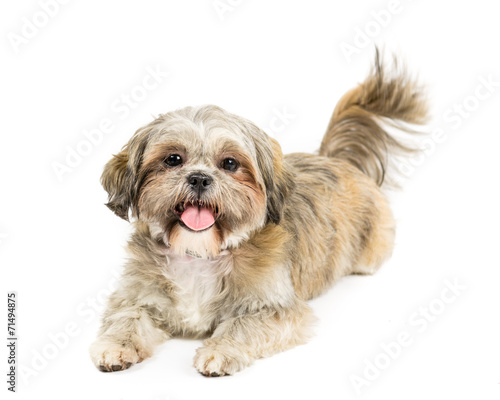 Picture of a Shih tzu sat on a white background © nathan_0834