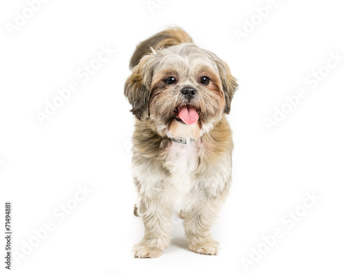 Picture of a Shih tzu sat on a white background