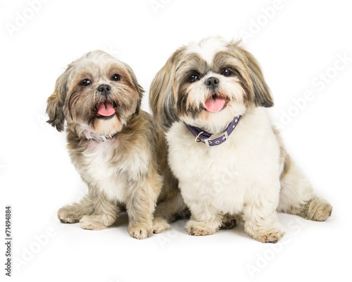 Φωτογραφία Picture of two shih tzus sat next to each other