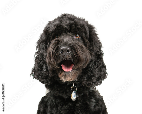 Picture of a Black Cockapoo on a white background.