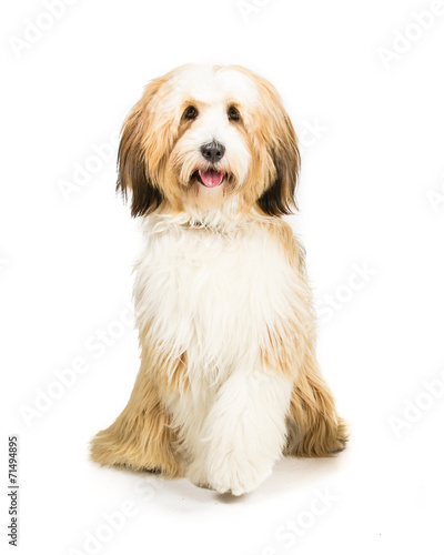 Foto Tibetan Terrier sitting on a white background