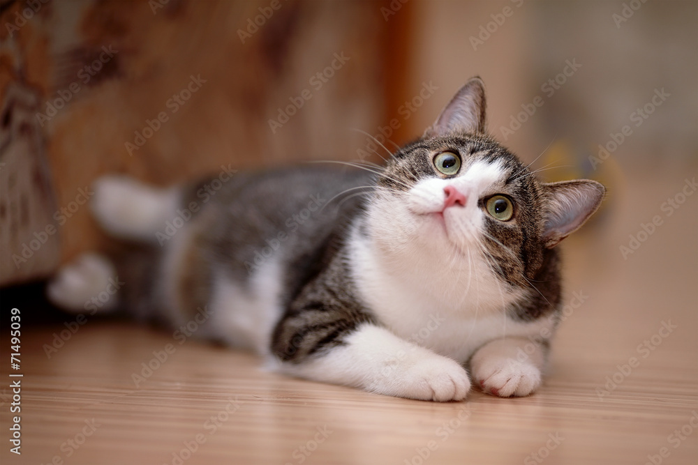 Striped with white a cat. Striped with white a cat.