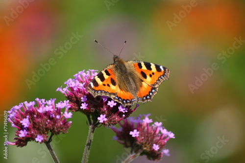 Vanessa atalanta rubria