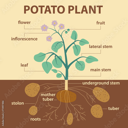 illustration parts of potato - infographic potatoes scheme