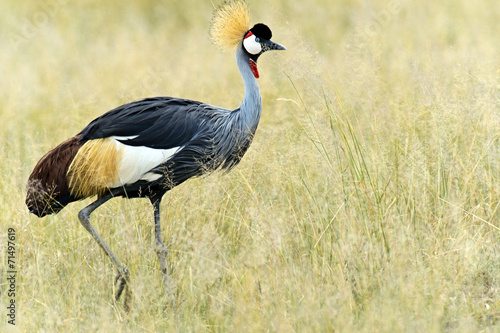 Crowned Crane