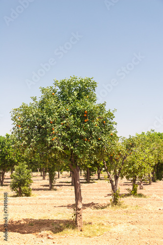 Orange trees - Citrus sinensis