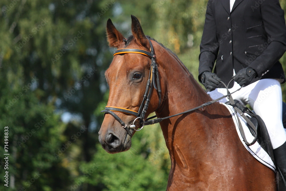 Fototapeta premium Bay sport horse portrait