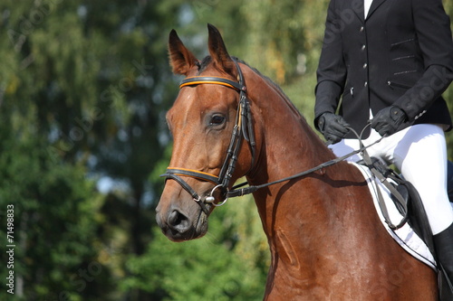 Fototapeta Naklejka Na Ścianę i Meble -  Bay sport horse portrait