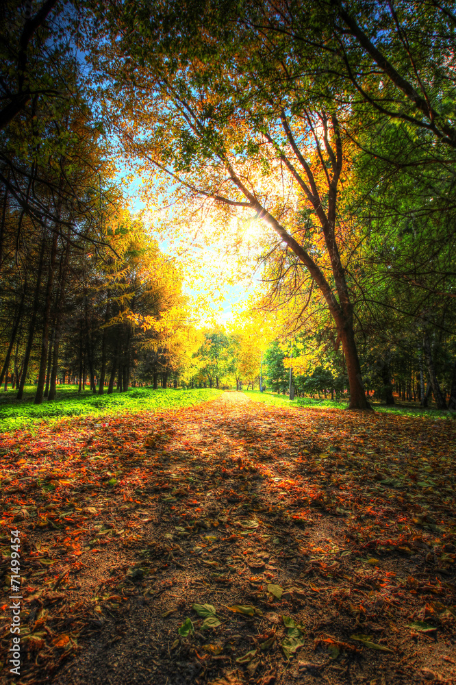 pathway in autumn park in the gentle rays of the autumn sun