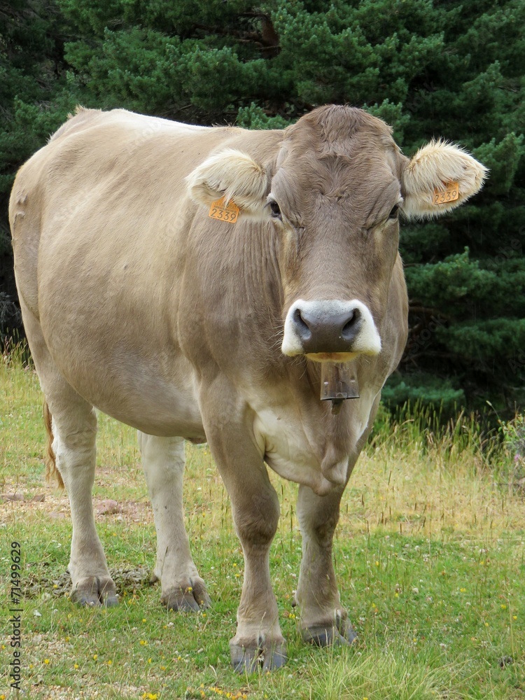 Fototapeta premium vache