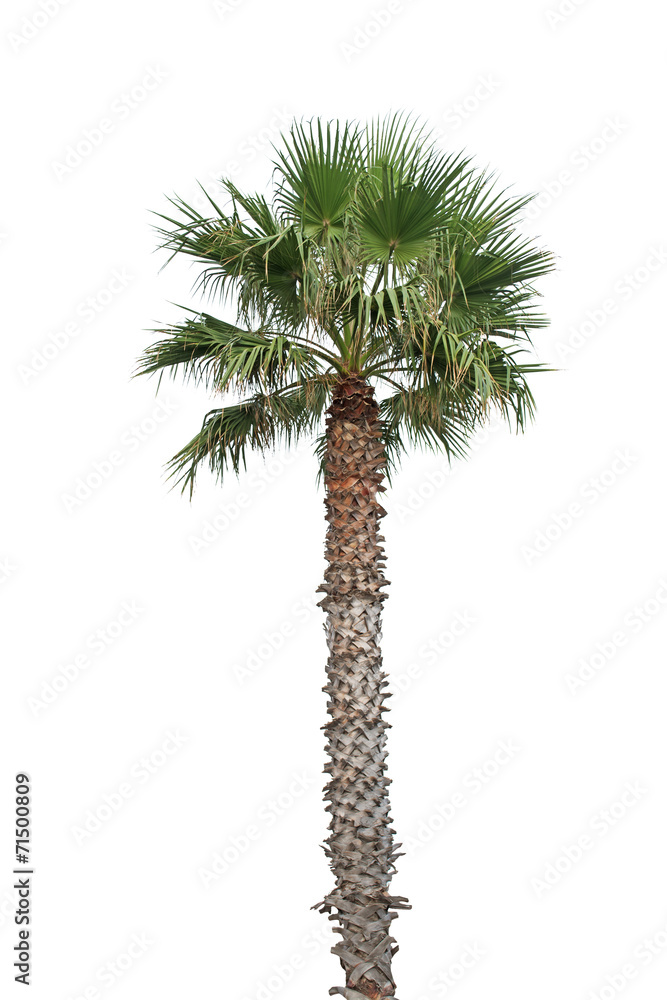 palm on white palm on white