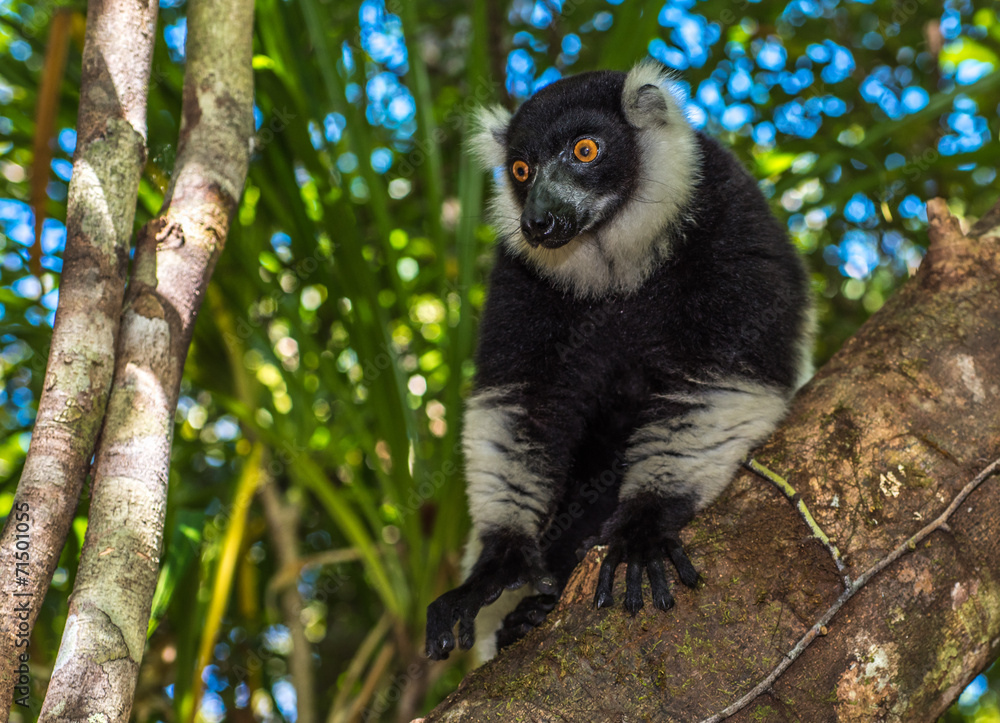 Fototapeta premium Black-and-white ruffed lemur of Madagascar