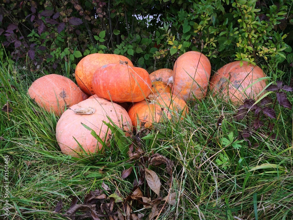 Kürbisse lauern im Busch auf Halloween Kürbisse lauern im Busch auf Halloween