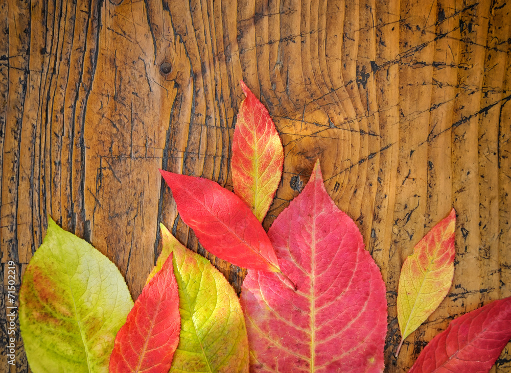 Obraz premium Autumn Leaves over wooden background