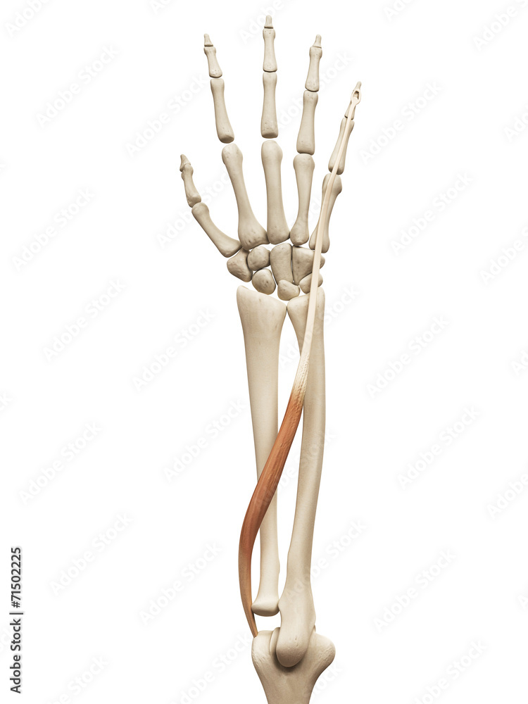 muscle anatomy - the extensor digiti minimi muscle anatomy - the extensor digiti minimi