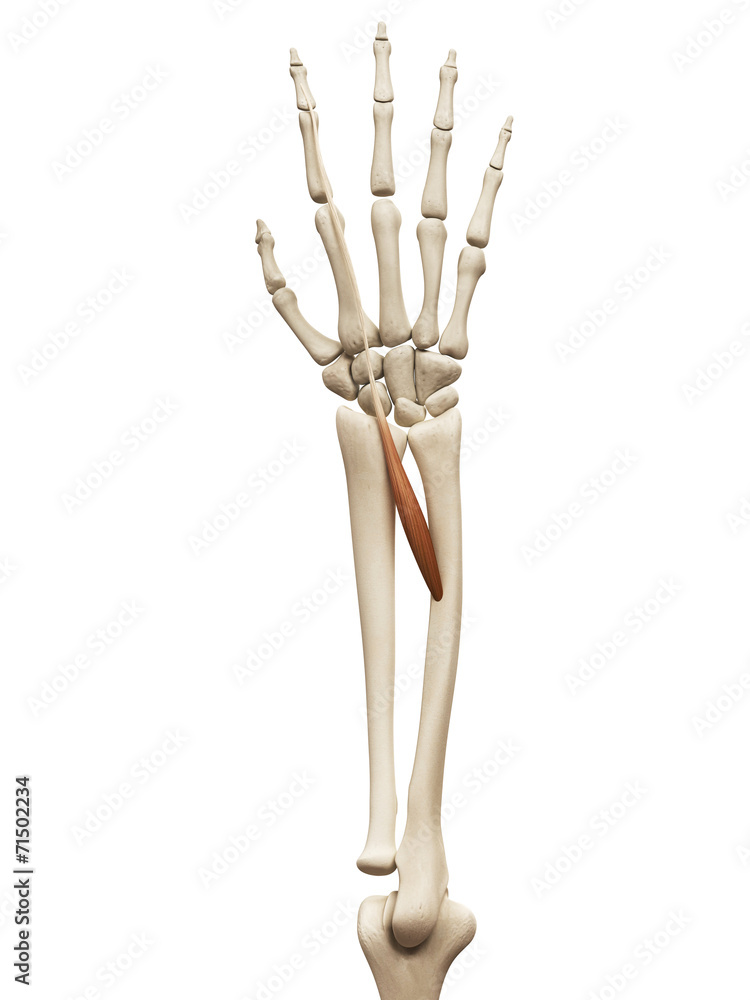 muscle anatomy - the extensor indicis muscle anatomy - the extensor indicis