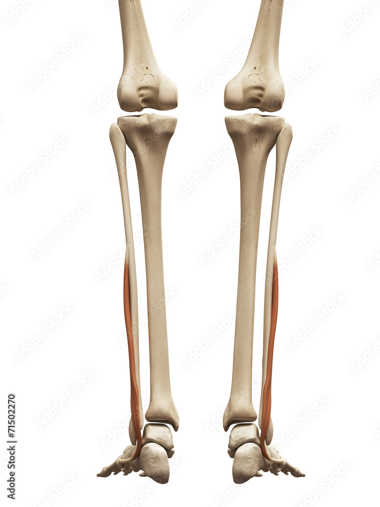 muscle anatomy - the fibularis brevis muscle anatomy - the fibularis brevis