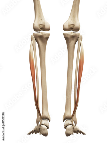 muscle anatomy - the fibularis longus