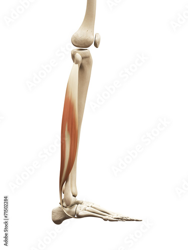 muscle anatomy - the fibularis longus