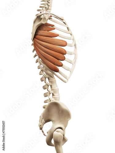 muscle anatomy - the serratus anterior photo