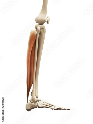 muscle anatomy - the soleus