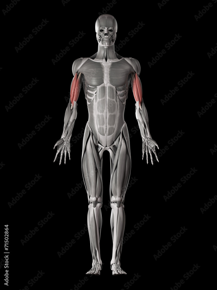 human muscle anatomy - biceps brachii