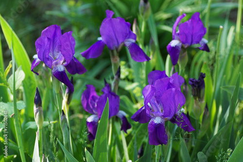 Purple iris flower in the garden.