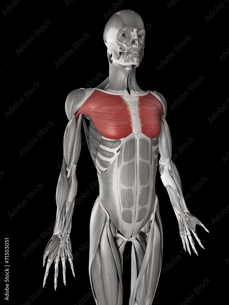 human muscle anatomy - pectoralis major human muscle anatomy - pectoralis major