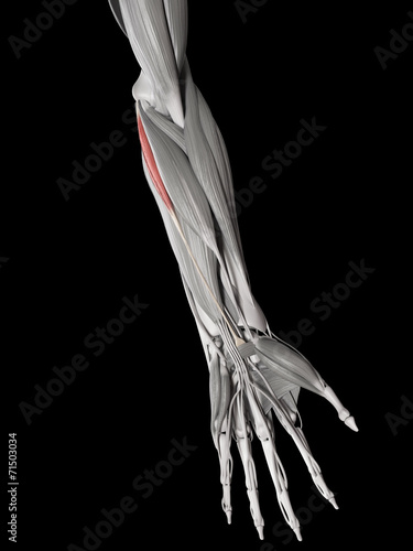 human muscle anatomy - palmaris longus