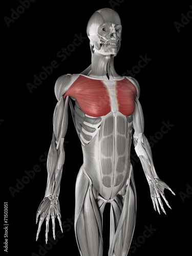 human muscle anatomy - pectoralis major