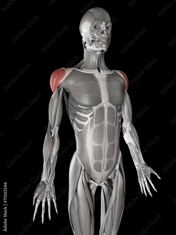 human muscle anatomy - deltoid