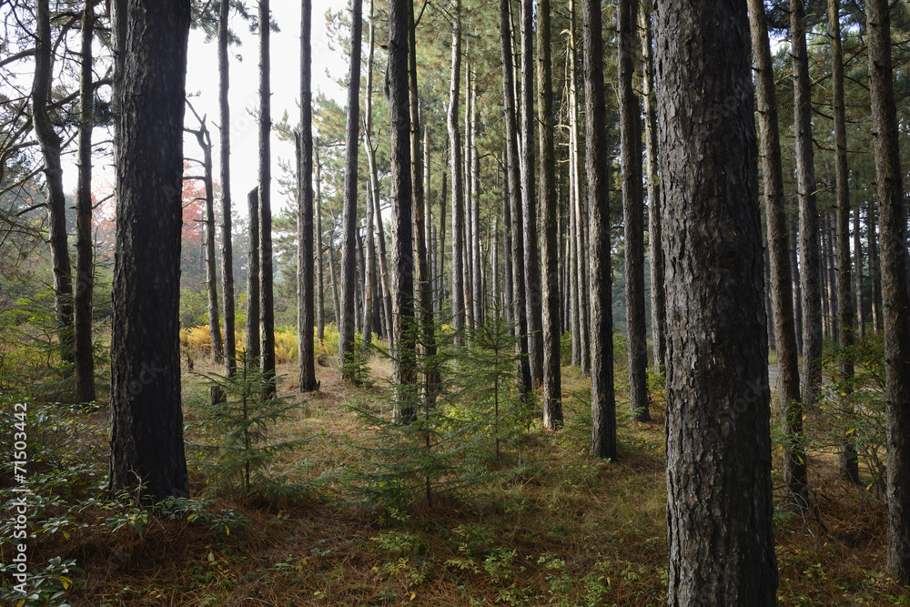 Pine Forest in Fall Pine Forest in Fall