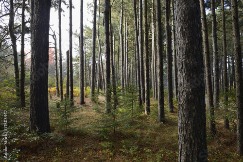 Pine Forest in Fall