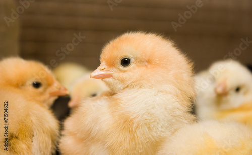 Chicken broilers. Poultry farm