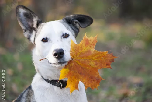 Obraz Cute mixed-breed dog holding autumn yellow leaf