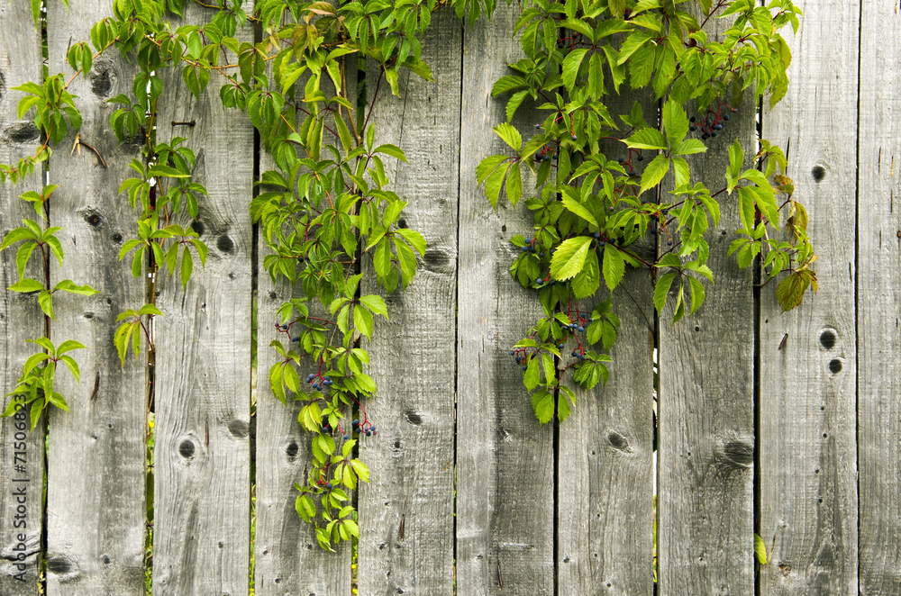 Wooden fence Wooden fence