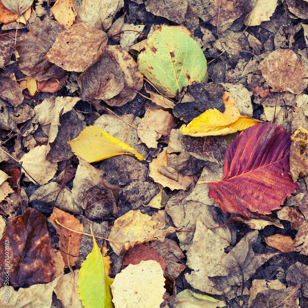Colorful autumnal fallen leaves lay on the ground in park