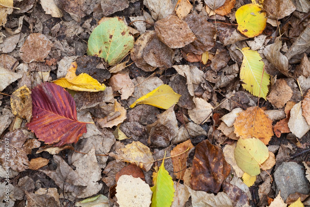 Colorful autumnal fallen leaves lay on the ground in forest Colorful autumnal fallen leaves lay on the ground in forest